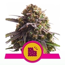 Biscotti (Royal Queen Seeds) Cannabis Seeds