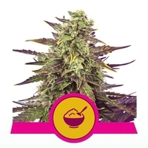 Cereal Milk (Royal Queen Seeds) Cannabis Seeds