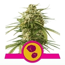 Gushers (Royal Queen Seeds) Cannabis Seeds