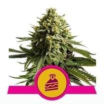  Wedding Cake(Royal Queen Seeds) Cannabis Seeds