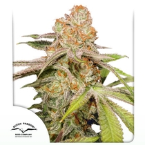 Auto MAC #1 (Dutch Passion Seeds ) Cannabis Seeds