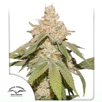 Auto SFV OG (Dutch Passion Seeds) Cannabis Seeds