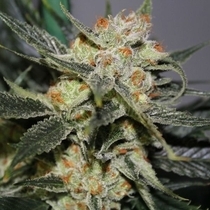 Strawberry Cheesecake Feminised ( Discreet Seeds ) Cannabis Seeds