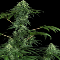 420 Punch (Sensi Seeds Research) Cannabis Seeds
