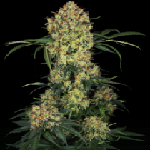Aloha OG (Sensi Seeds Research) Cannabis Seeds