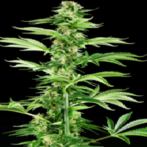 Honey Melon Haze (Sensi Seeds Research) Cannabis Seeds