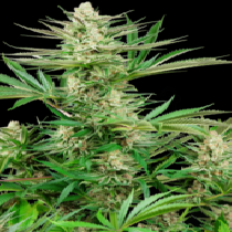 Malibu OG Gold (Sensi Seeds Research) Cannabis Seeds