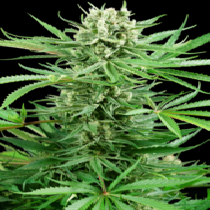 Papi Chulo OG (Sensi Seeds Research) Cannabis Seeds