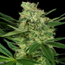 Pumpkin Spice (Sensi Seeds Research) Cannabis Seeds