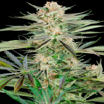 Screwdriver OG (Sensi Seeds Research) Cannabis Seeds