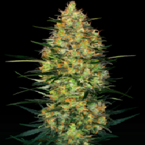 Caramellow Kush Auto (Sensi Seeds Research) Cannabis Seeds