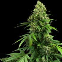 Honey Melon Kush Auto (Sensi Seeds Research) Cannabis Seeds