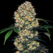 Sensi Amnesia XXL Auto (Sensi Seeds Research) Cannabis Seeds