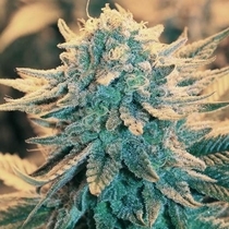 B-52 (Nirvana Seeds) Cannabis Seeds