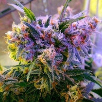 Aurora Indica Auto (Nirvana Seeds) Cannabis Seeds