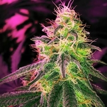 Black Jack Auto (Nirvana Seeds) Cannabis Seeds