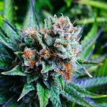 Blue Dream Auto (Nirvana Seeds) Cannabis Seeds