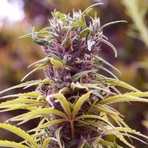 Durban Poison (Nirvana Seeds) Cannabis Seeds