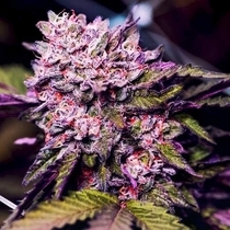 Gelato (Nirvana Seeds) Cannabis Seeds
