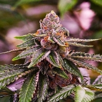 Girl Scout Cookies (Nirvana Seeds) Cannabis Seeds