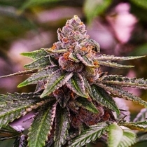 Girl Scout Cookies Auto (Nirvana Seeds) Cannabis Seeds