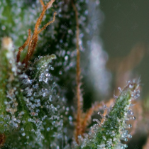 Medicritical (Genofarm Seeds) Cannabis Seeds