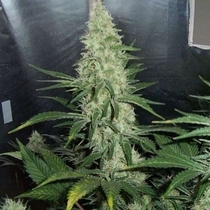 Hawaii Maui Waui (Nirvana Seeds) Cannabis Seeds