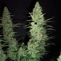 Hawaii Maui Waui Auto (Nirvana Seeds) Cannabis Seeds