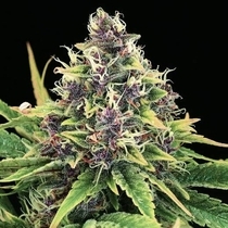 Hindu Kush Auto (Nirvana Seeds) Cannabis Seeds