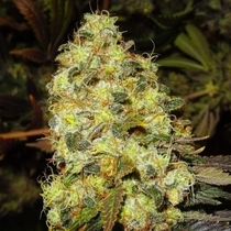 Ice Auto (Nirvana Seeds) Cannabis Seeds