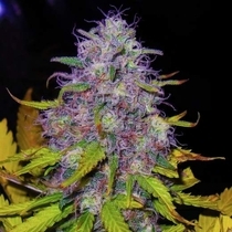 Jock Horror (Nirvana Seeds) Cannabis Seeds