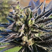 K-2 (Nirvana Seeds) Cannabis Seeds