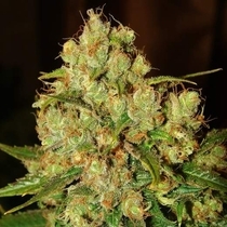 Master Kush Auto (Nirvana Seeds) Cannabis Seeds