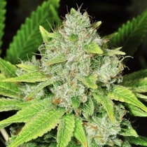 Original Glue (Nirvana Seeds) Cannabis Seeds