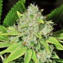 Original Glue Auto (Nirvana Seeds) Cannabis Seeds
