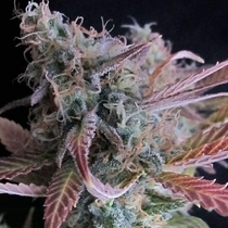 Raspberry Cough (Nirvana Seeds) Cannabis Seeds