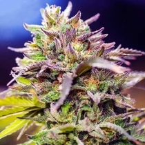 Skunk #1 (Nirvana Seeds) Cannabis Seeds
