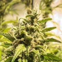 Somango XXL (Nirvana Seeds) Cannabis Seeds