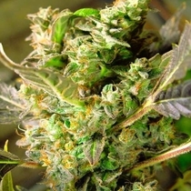 Somango XXL Auto (Nirvana Seeds) Cannabis Seeds