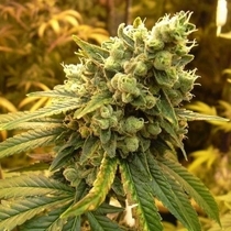 Sour Diesel (Nirvana Seeds) Cannabis Seeds