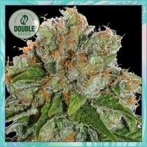 Amnesia Auto ( Double Seeds ) Cannabis Seeds