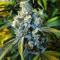 Super Silver Haze (Nirvana Seeds) Cannabis Seeds