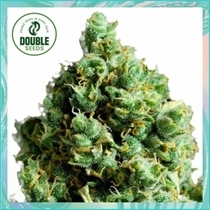 Big Bud Auto (Double Seeds) Cannabis Seeds