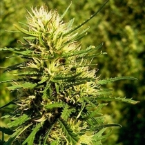 Super Skunk Auto (Nirvana Seeds) Cannabis Seeds
