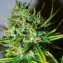 Top-44 (Nirvana Seeds) Cannabis Seeds