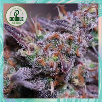 Blue Kush (Double Seeds) Cannabis Seeds