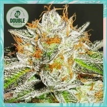  Bruce Banner(Double Seeds) Cannabis Seeds