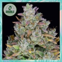 Gelato Auto (Double Seeds) Cannabis Seeds