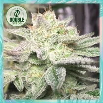 Gorilla Glue Auto (Double Seeds) Cannabis Seeds