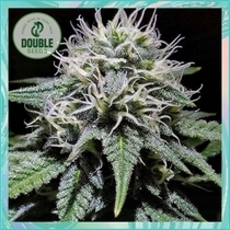 Gorilla Zkittlez (Double Seeds) Cannabis Seeds